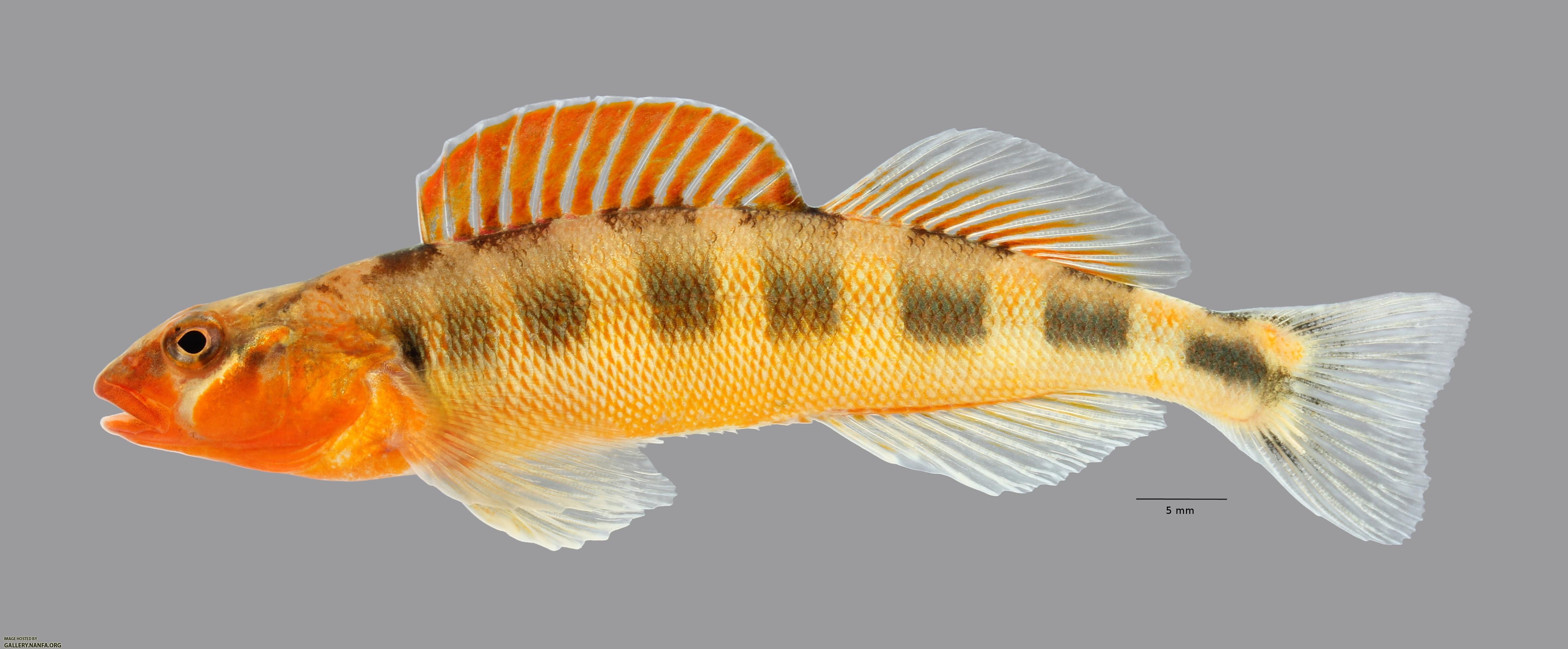 Percina evides Gilt Darter2619ws