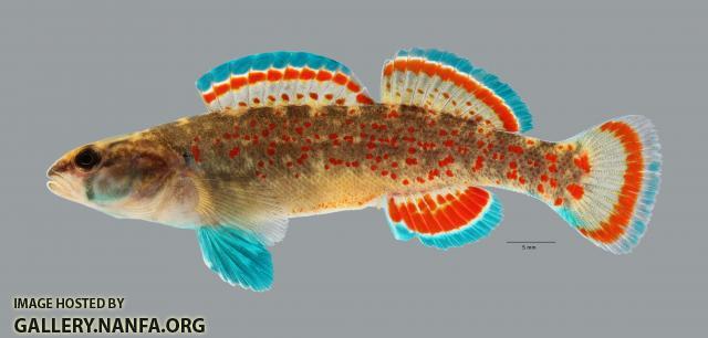 Etheostoma whipplei Redfin Darter 3697ws