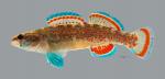 Etheostoma whipplei Redfin Darter 3697ws