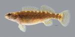 Etheostoma whipplei Redfin Darter 3828ws