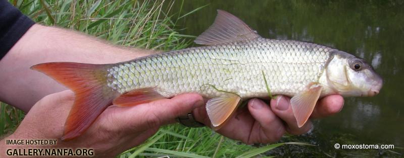 Shorthead Redhorse (Moxostoma macrolepidotum)