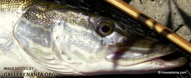 Northern Pike (Esox lucius)