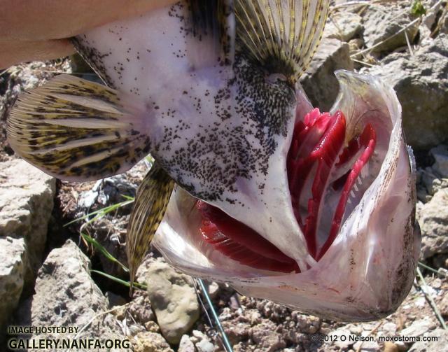 Sauger (Sander canadensis)