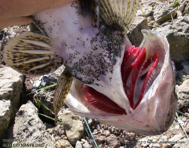 Sauger (Sander canadensis)