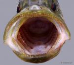 Warmouth Sunfish (Lepomis gulosus)