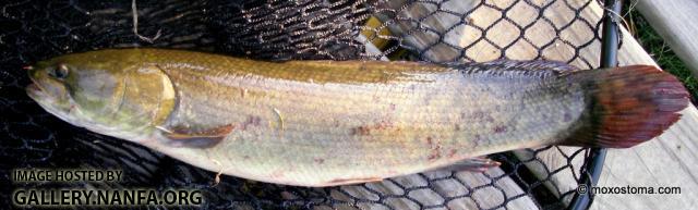 Bowfin (Amia calva)