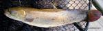 Bowfin (Amia calva)