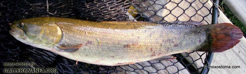 Bowfin (Amia calva)