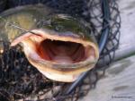 Bowfin (Amia calva)