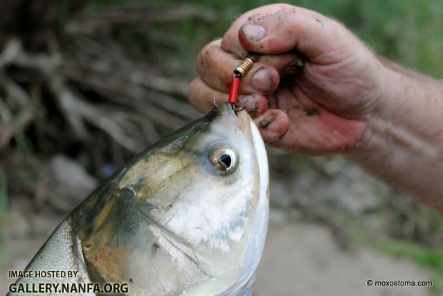 Silver Carp that hit a spinner