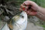 Silver Carp that hit a spinner