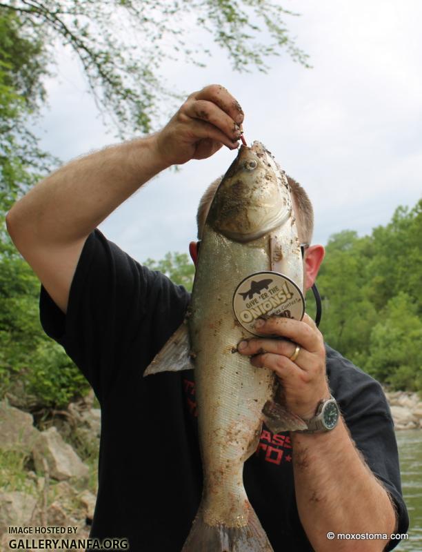 Silver Carp that hit a spinner