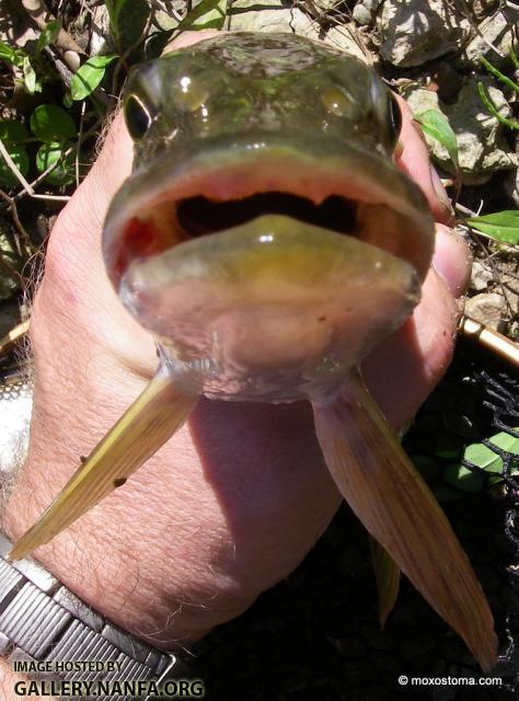 Northern Pike (Esox lucius)