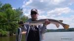 Longnose Gar (Lepisosteus osseus)