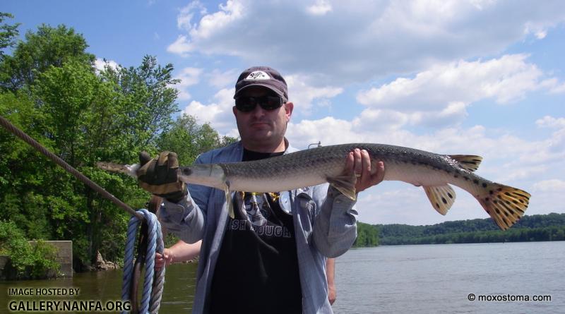 Longnose Gar (Lepisosteus osseus)