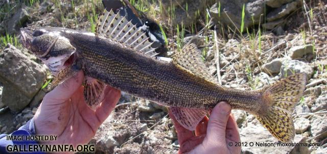 Sauger (Sander canadensis)