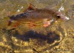 Shorthead Redhorse (Moxostoma macrolepidotum)