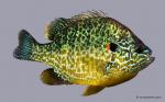 Pumpkinseed Sunfish (Lepomis gibbosus)