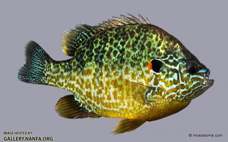 Pumpkinseed Sunfish (Lepomis gibbosus)