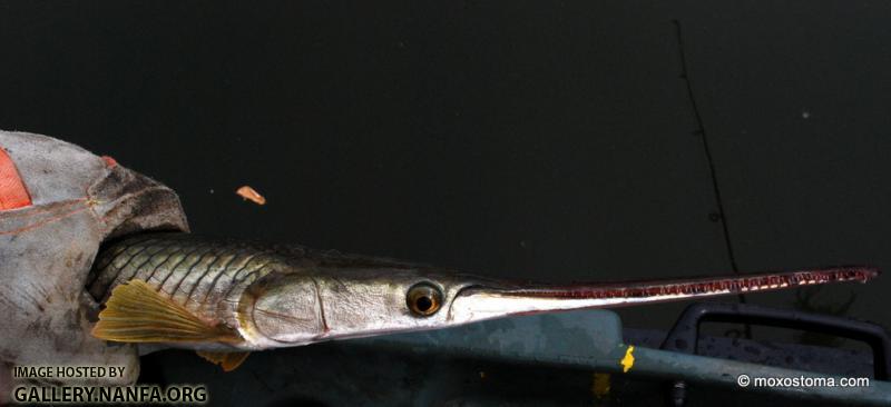 Longnose Gar (Lepisosteus osseus)