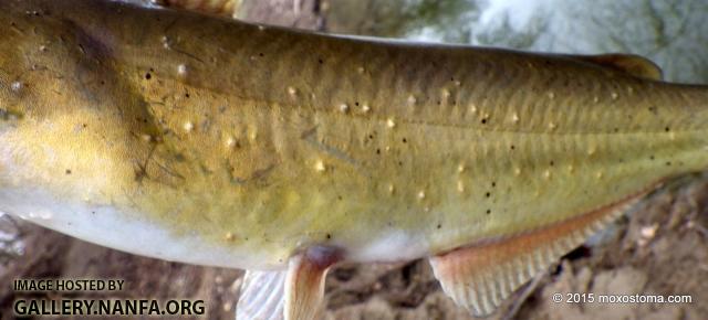 Channel Catfish (Ictalurus punctatus) with parasites