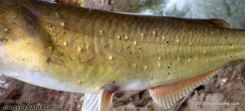 Channel Catfish (Ictalurus punctatus) with parasites