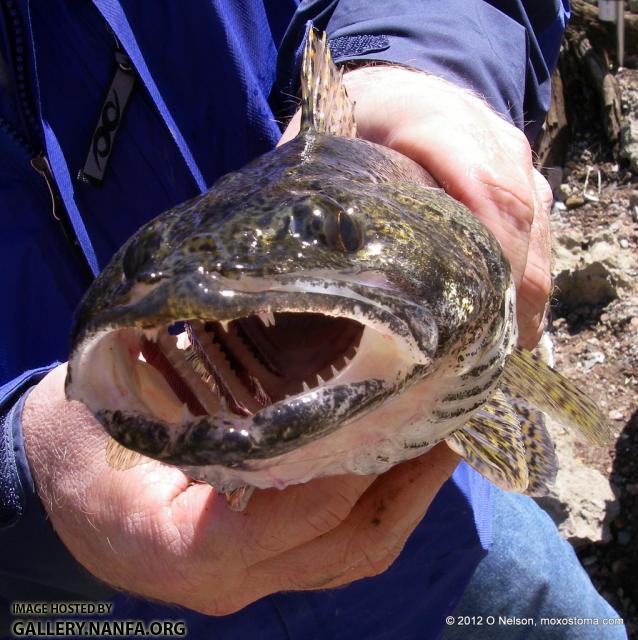 Sauger (Sander canadensis)