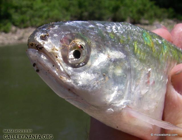 Mooneye (Hiodon tergisus)