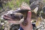 Sauger (Sander canadensis)