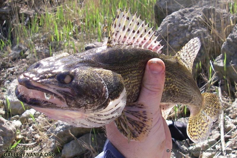 Sauger (Sander canadensis)