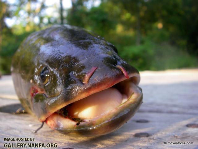 Bowfin (Amia calva)