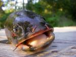 Bowfin (Amia calva)