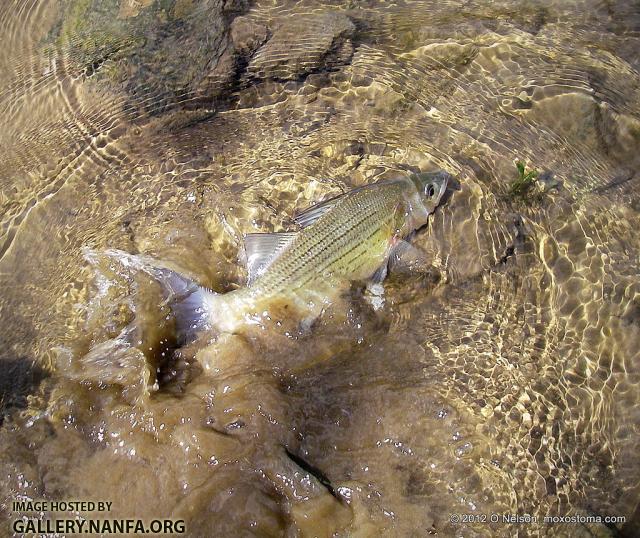 White Bass (Morone chrysops)