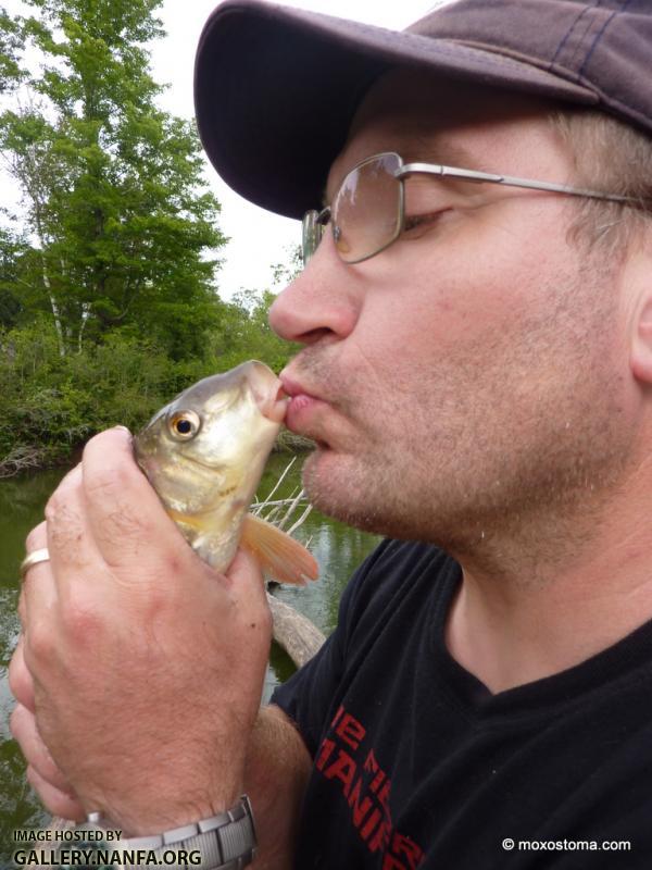 Shorthead Redhorse (Moxostoma macrolepidotum)