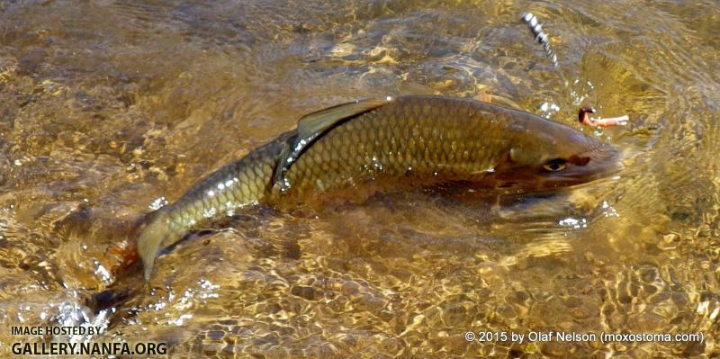 Silver Redhorse (Moxostoma anisurum)