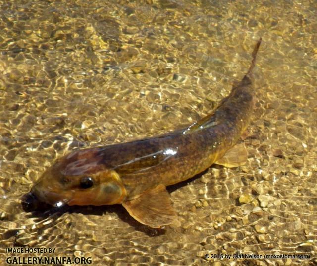 Northern Hog Sucker, Red Cedar River, WI