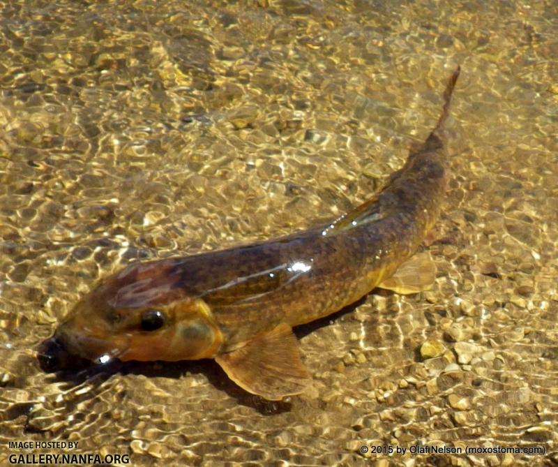 Northern Hog Sucker, Red Cedar River, WI