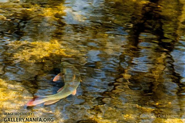 Shorhead Redhorse (Moxostoma macrolepidotum) during spawn