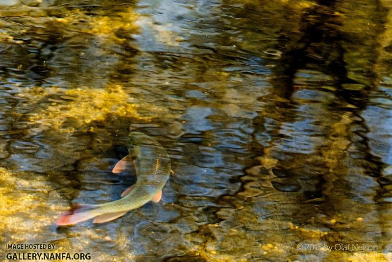 Shorhead Redhorse (Moxostoma macrolepidotum) during spawn