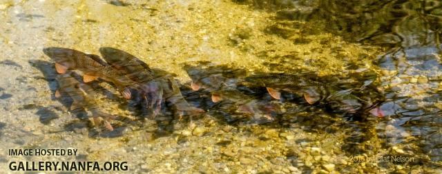 Shorhead Redhorse (Moxostoma macrolepidotum) during spawn