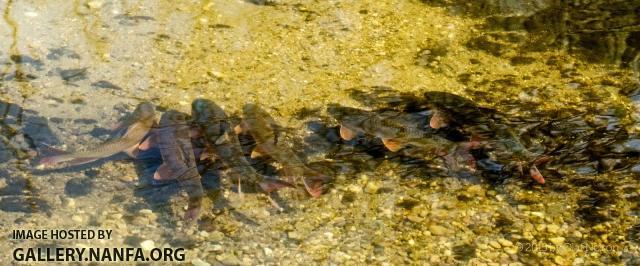 Shorhead Redhorse (Moxostoma macrolepidotum) during spawn