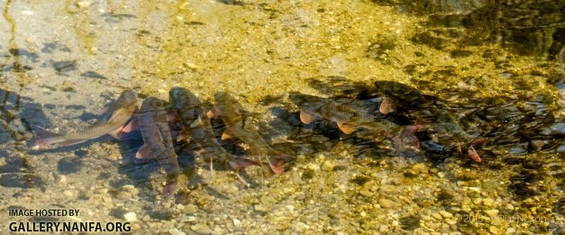 Shorhead Redhorse (Moxostoma macrolepidotum) during spawn