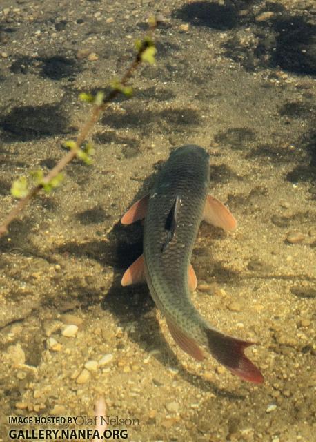 Shorthead Redhorse (Moxostoma macrolepidotum) during spawn