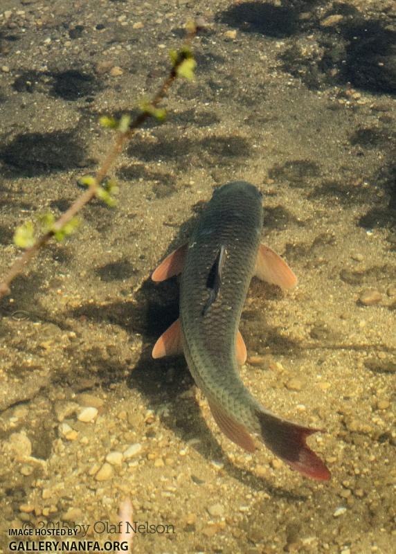 Shorthead Redhorse (Moxostoma macrolepidotum) during spawn