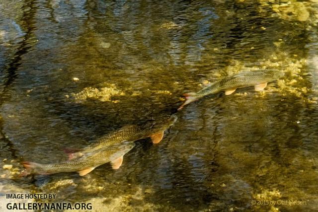 Shorthead Redhorse (Moxostoma macrolepidotum) during spawn