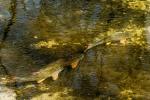 Shorthead Redhorse (Moxostoma macrolepidotum) during spawn