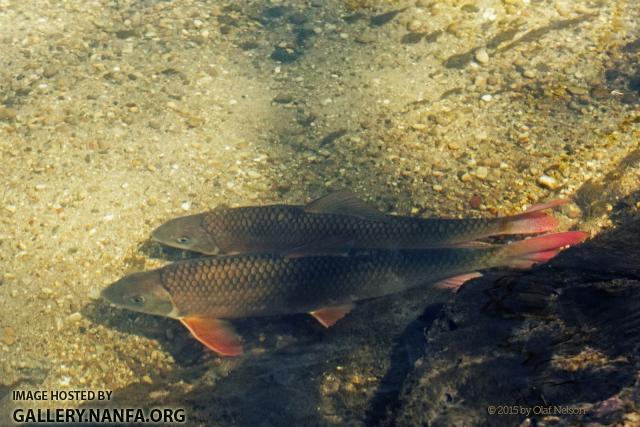 Shorthead Redhorse (Moxostoma macrolepidotum) during spawn