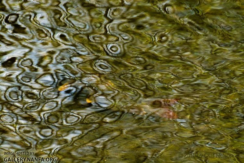 Shorthead Redhorse (Moxostoma macrolepidotum) during spawn