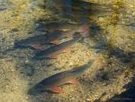 Shorthead Redhorse (Moxostoma macrolepidotum) during spawn