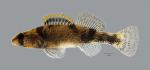 Etheostoma mihileze Sunburst Darter4849ws